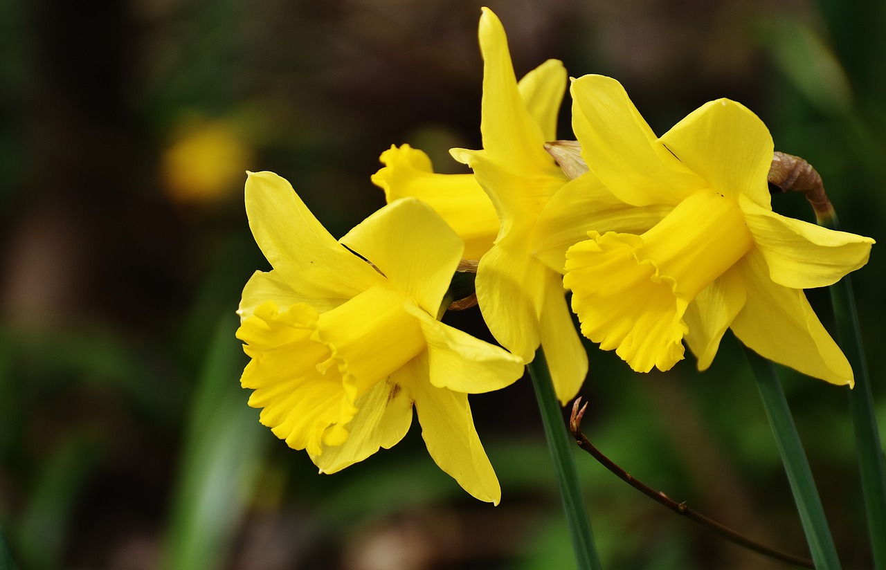 daffodils-2162825_1280